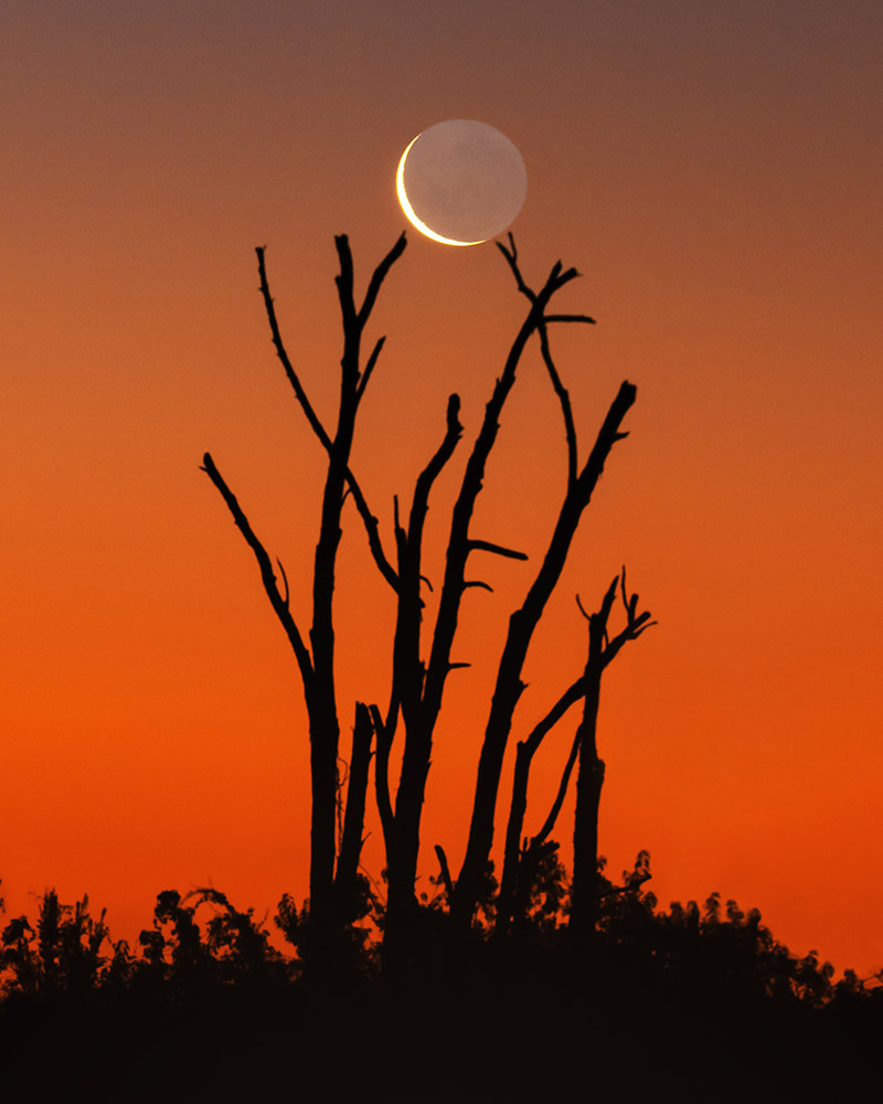 Twighlight earthshine over a silhouette of the vegetation in South Chile by Yuri Beletsky