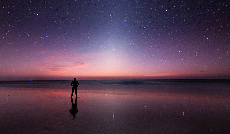 Qué hay dentro de una estrella de mar? - National Geographic en Español